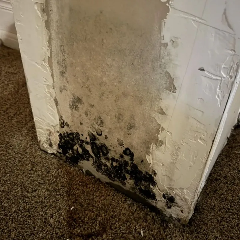 Professional Mold Removal in Glasford, IL